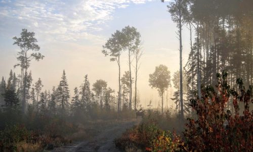 Forest1